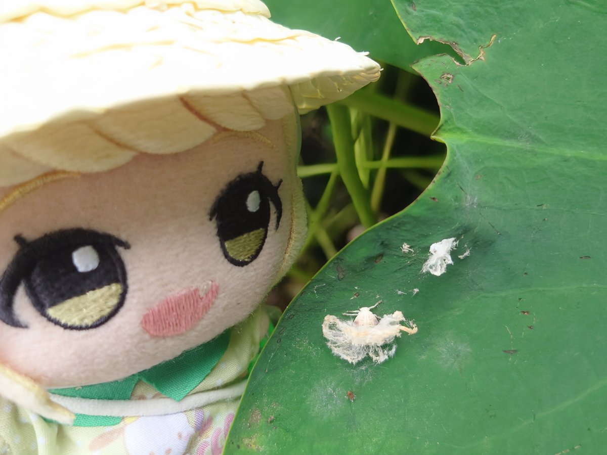 shocho2D's tweet photo. @bYkj0uYYrvklkde チュウゴクアミガサハゴロモの幼虫ですね。
お尻がリオのカーニバルみたい！ https://t.co/YW5XSC3CfD