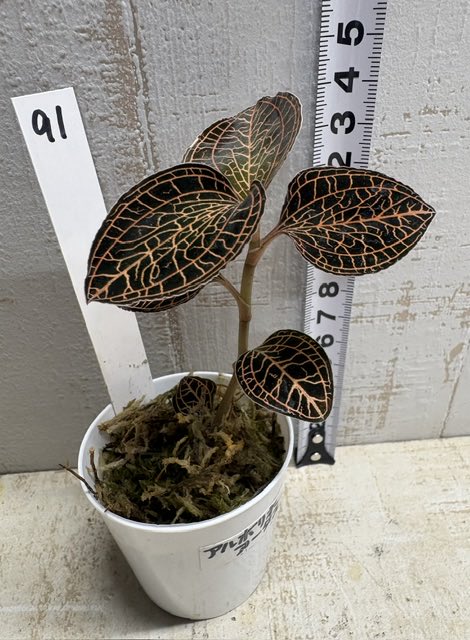 hobby_green's tweet photo. 【ネット販売のお知らせ🌱】
観葉植物本日も続々入荷中♪

https://t.co/6CjT1VVV8d

ぜひご覧ください！
＊写真＊
★ジュエルオーキッド　アルボリネ アータス
★ ヤトロファ　マルギナータ
★ ホヤ　ラクノーサシルバー
★ レカノプテリス　クリスタセア 獅子葉 https://t.co/hIF7dW5gNO