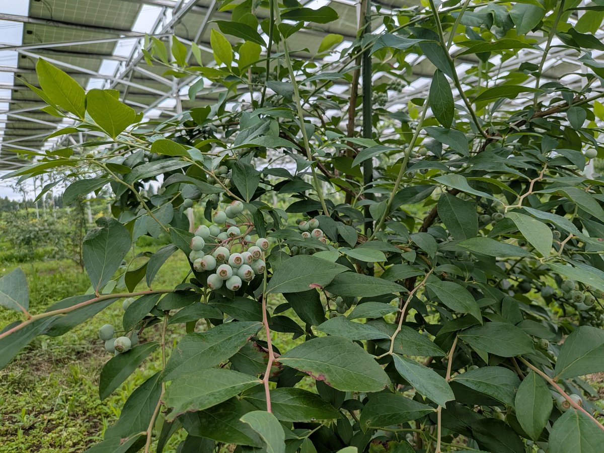 Agrivoltaics_jp's tweet photo. 千葉市内の営農型太陽光発電事業に関するセンセーショナルな見出しの記事が一部で話題ですが、大木戸では先週末から営農型太陽光発電設備下で育てたブルーベリーの出荷が始まりました。

まずはあすみが丘ブランニューモールのわくわく広場から、順次販売開始です🫐 https://t.co/LeiQ6RS89o