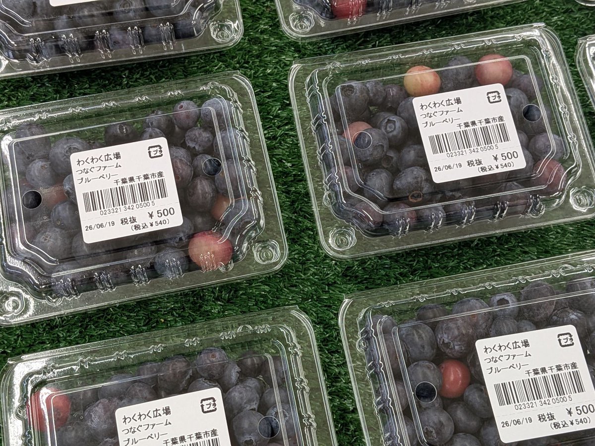 Agrivoltaics_jp's tweet photo. 千葉市内の営農型太陽光発電事業に関するセンセーショナルな見出しの記事が一部で話題ですが、大木戸では先週末から営農型太陽光発電設備下で育てたブルーベリーの出荷が始まりました。

まずはあすみが丘ブランニューモールのわくわく広場から、順次販売開始です🫐 https://t.co/LeiQ6RS89o