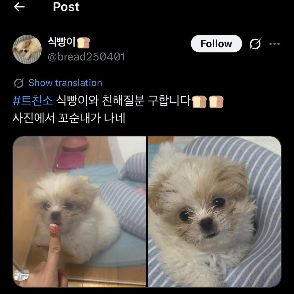 dajoca2617's tweet photo. 바이럴 돌리기전에 애견샵에서 아기강아지 구매해명좀🥵 https://t.co/tXIv7UtbkN