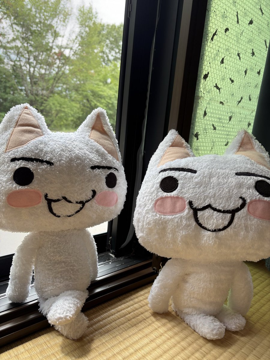 torosuki_'s tweet photo. 変な髪型してるにゃ誰にゃ？😸
おばさんにゃって言われた
トロちゃん私だよ😭個性的なの好きなんだよー田舎じゃ誰も髪とか興味ないんよな… https://t.co/RnDe7hMQLT