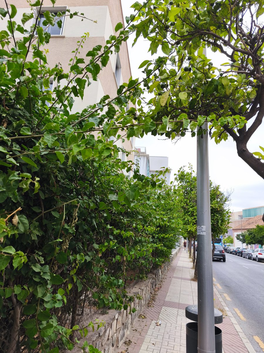 pablo_llera's tweet photo. @CruzRojaEsp @CREMalaga Todo a peor ,vais a tomar alguna medida? https://t.co/9kBGuqapBe