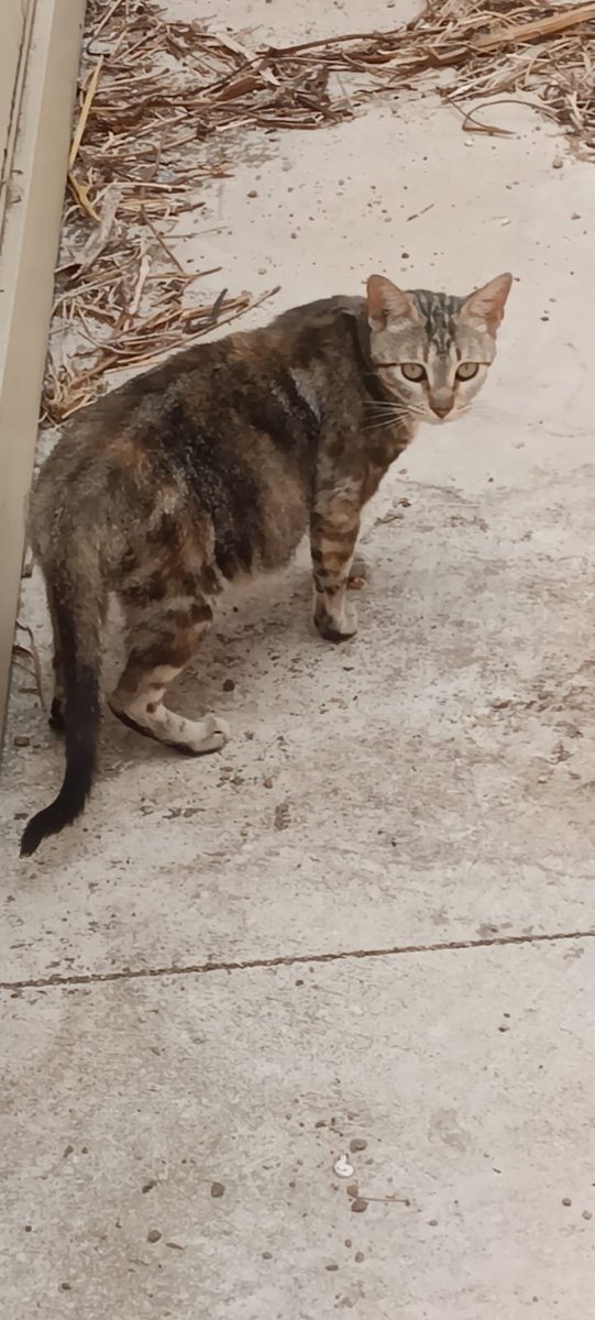 SilviaMylo's tweet photo. Copio :

Sevilla !!!! Un vecino me ha avisado de está gatita a punto de parir. Se le ha puesto comida húmeda, agua y pienso. El problema que la gatita está en la calle y hace en Sevilla 43 grados !!!! NECESITO URGENTE , una casita para que la gatita tenga los bebés o una asociación que se haga cargo de ellos. Es una gatita mansa seguramente otro abandono más ahora que llega el verano.Yo voy por ella , la cojo y la llevamos donde haga falta, no la puedo meter en casa porque los perros no son aptos y está gatita nooo está para estrés.637528359