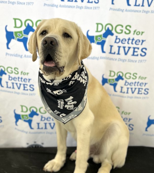 dogsbetterlives's tweet photo. Hero recently started professional training at our West Campus! 🐾 To celebrate, sponsor @BuddiesforPaws sent Hero and his litter mates a special care package, including this paw-some bandana.  Thank you to Hero's sponsor and #PuppyRaisers for helping him reach this milestone. https://t.co/kk878iLLY8