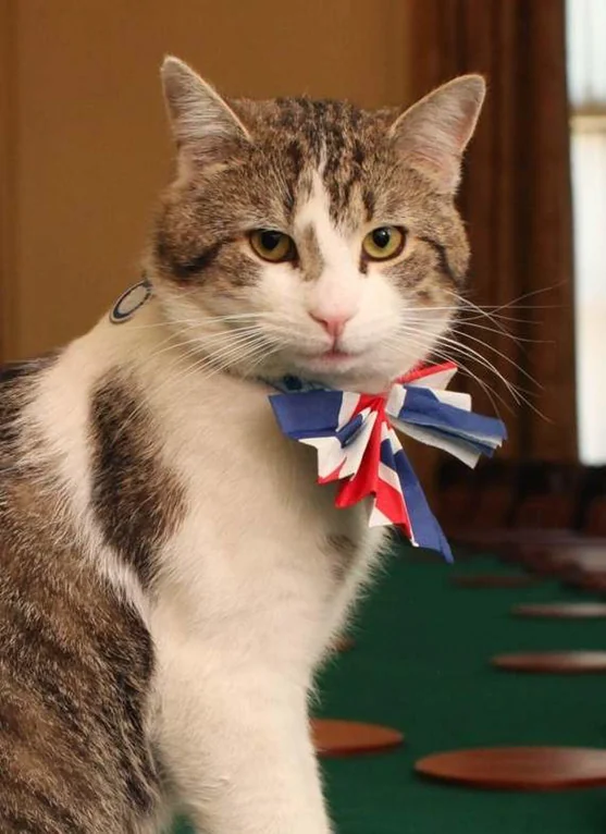 Rainmaker1973's tweet photo. This is Larry the cat, the domestic cat of the PM of the UK.

With the resignation of British Prime Minister Keir Starmer today, Larry the cat is officially preparing to welcome his seventh political owner at 10 Downing Street.

Larry was adopted from the Battersea Dogs & Cats Home in 2011 during David Cameron's administration. He holds the official title of Chief Mouser to the Cabinet Office. 

He has outlasted a historic succession of British leaders. His previous human caretakers include David Cameron, Theresa May, Boris Johnson, Liz Truss, Rishi Sunak, and now Keir Starmer.