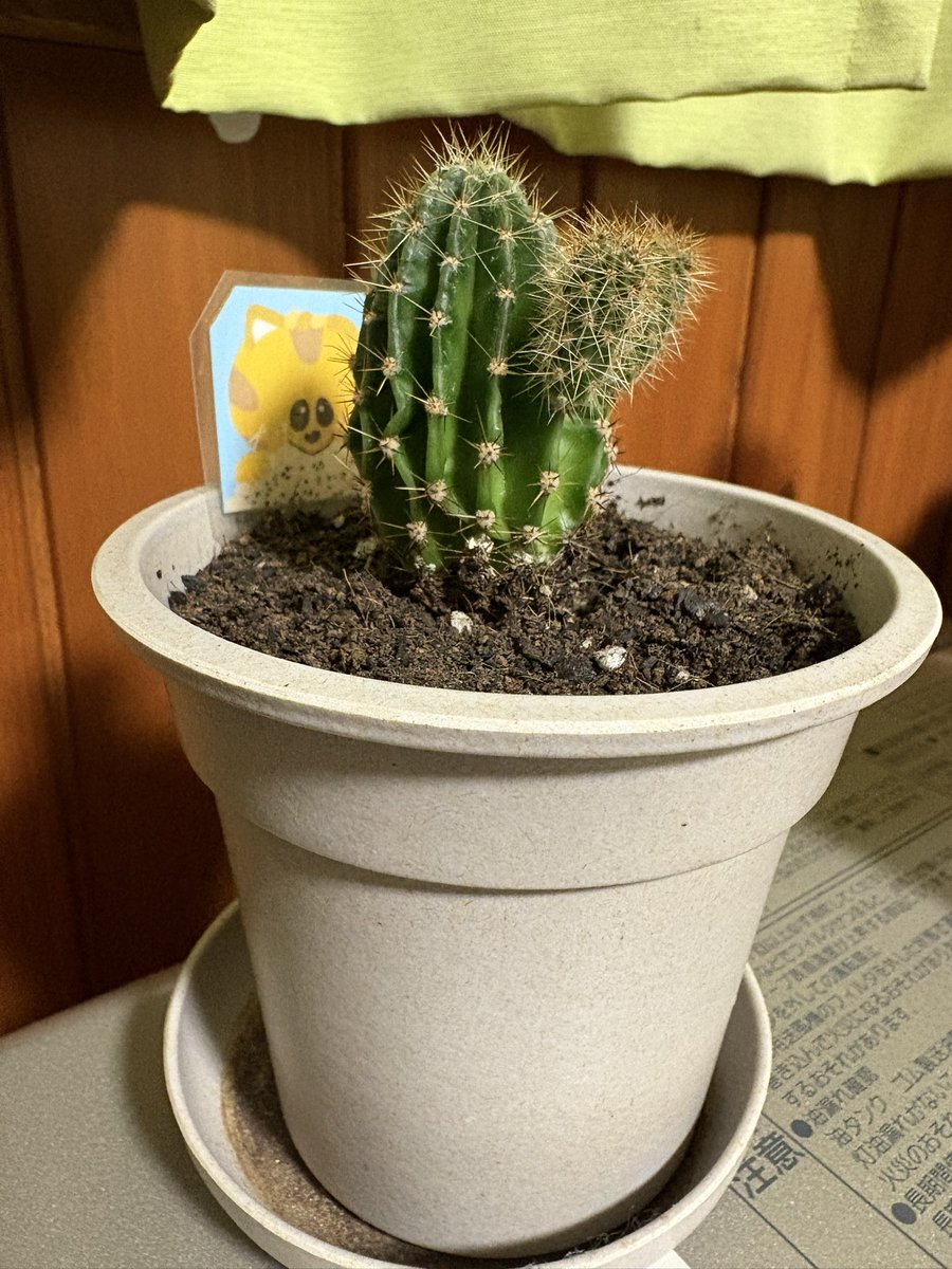 yu_kindaichi's tweet photo. すんごくちっちゃかったなぁ〜🌵💕
育ってる🌵🥹
ほとんどほったらかしなのに🌵😅
成長と共にいただいた時の面影が薄れていってるような気がする🌵😳
腕生えてるし🌵🤣
 #栄宝堂
 #浄法寺のねこ
 #サボテン https://t.co/bGcAg2ylPS