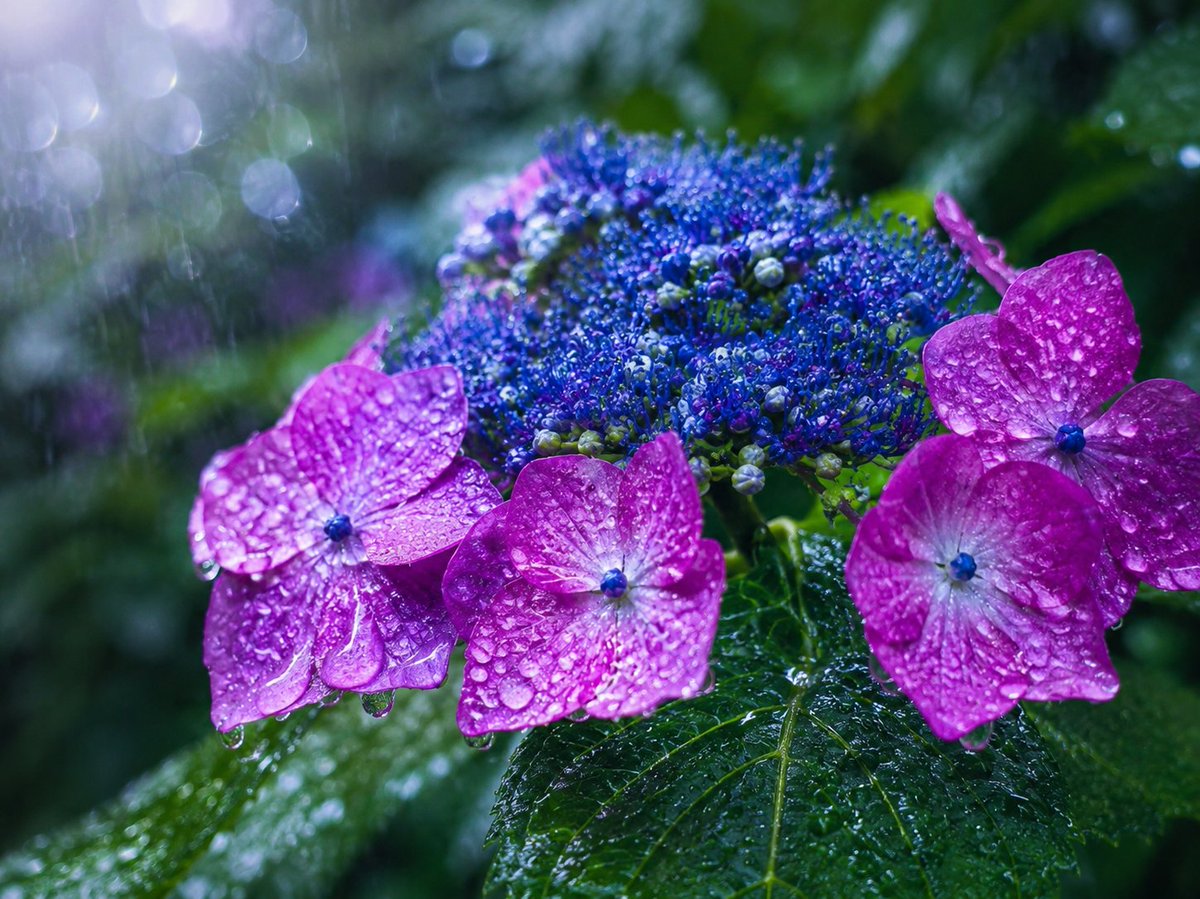 nagihtai's tweet photo. ☔の紫陽花 https://t.co/rxGQgulcWy