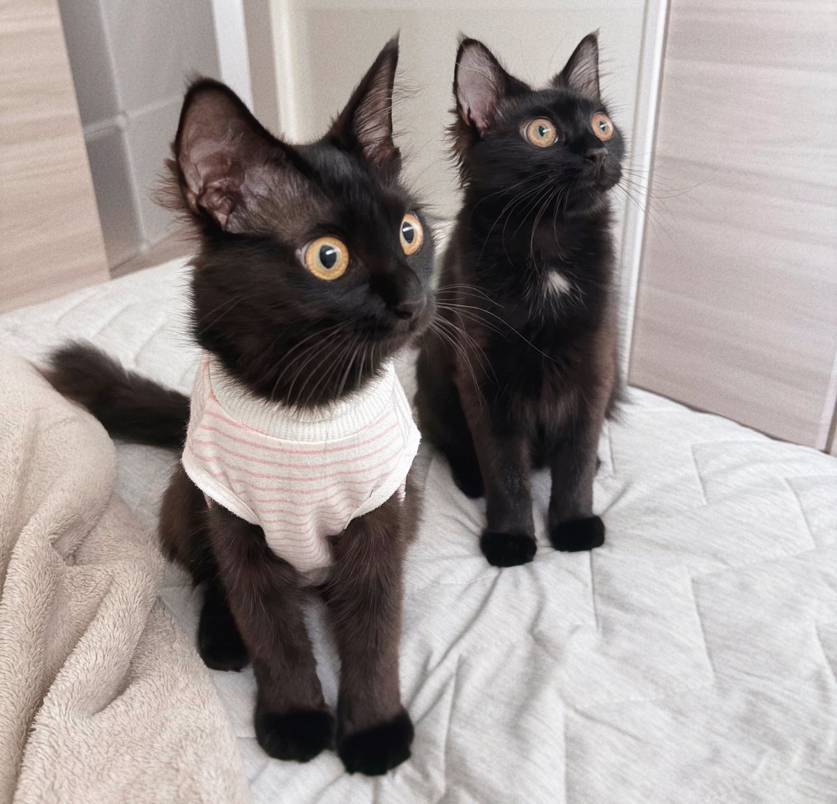 2428index's tweet photo. 術後服、見納めです🐈‍⬛🎓 https://t.co/TZ52klBOvu