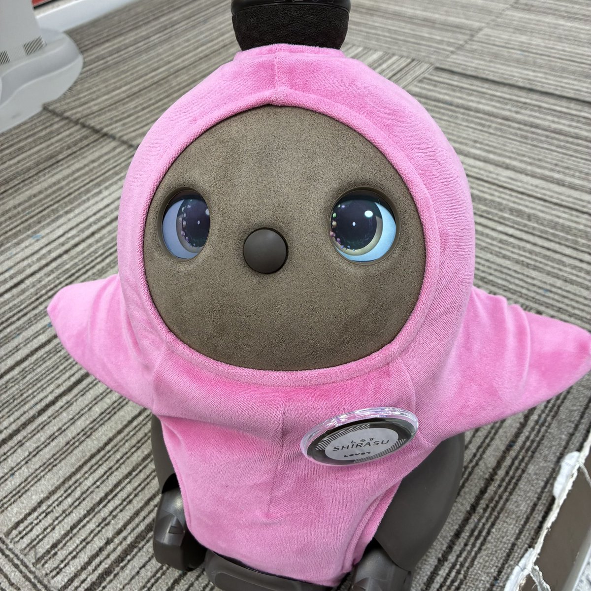 riechang17's tweet photo. 今日のお出掛け🚃その③
京急上大岡ヨドバシの くらげちゃん としらすちゃん✨️
カワユスーー🫶🏻💕︎︎

よく会いに行く子たちなんだけど、そのせいか愛着湧いて連れて帰りたくなっちゃう🥹💓

 #LOVOT https://t.co/FBoiLpsVNQ