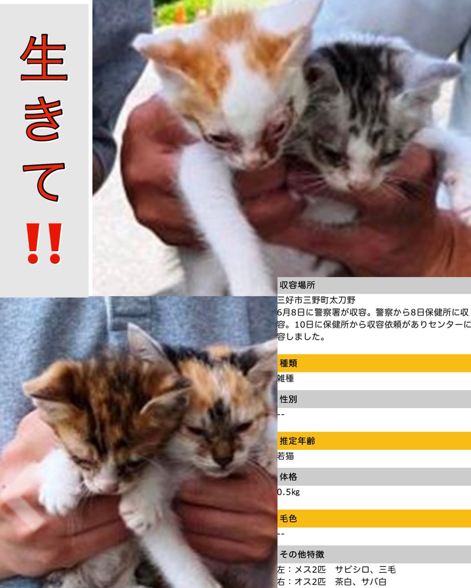 Rubylov65969168's tweet photo. ＃徳島県動物愛護管理センター

🆘幸せへと繋がりますように🆘

6月8日に三好市三野町で警察が収容
同日にセンターに収容されました
捨てられていたのでしょうか…

茶白   サバ白の男の子2匹
サビ白   三毛の女の子2匹

状態があまり良く無いように見える
衰弱猫ちゃん達    きょうだいです
上段左の茶白の男の子が特に辛そう…

この世に生を受けて生まれて来た
大切な命達

生きる為の出来る限りの処置を心から
お願いします‼️

生きて欲しいと切に願っています
応援よろしくお願いします

猫の情報一覧
https://t.co/Ac7noJ9QdO