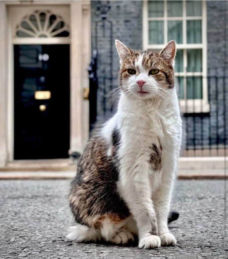 JulietSfe's tweet photo. Candidates for UK PM should be lined up and Larry can choose according to which one he touches or sits by. At this point seems safest solution. #starmer #larrythecat #ukpolitics #uk https://t.co/jjTObViZCp