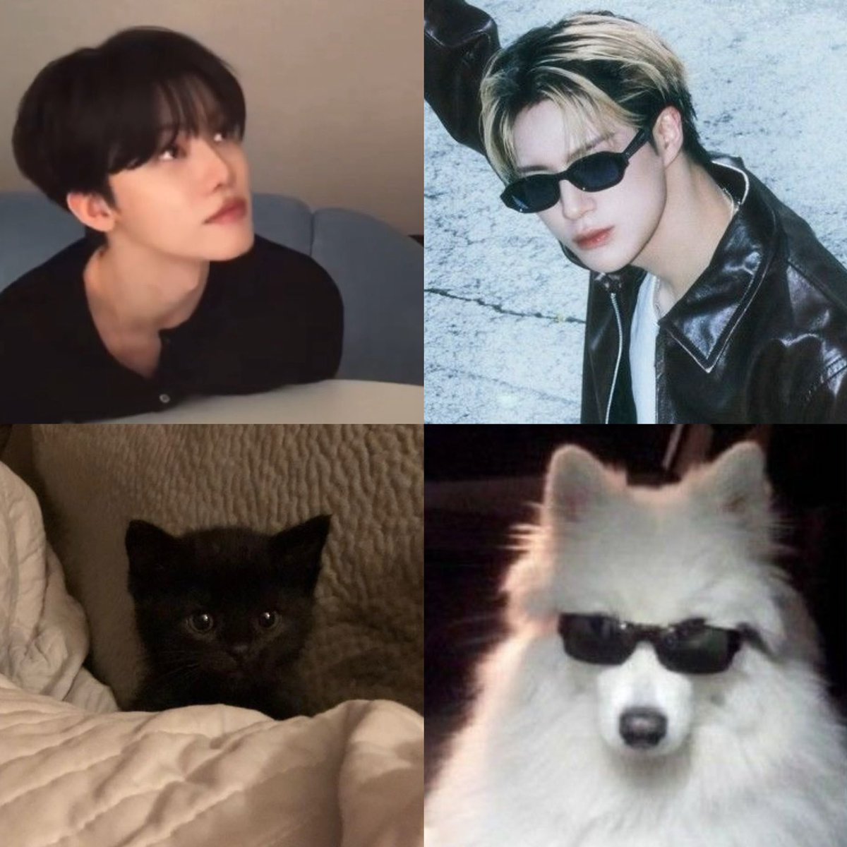 nagodju's tweet photo. .           jaemin little cat                    jeno samoyed https://t.co/YmwL0FAbnv