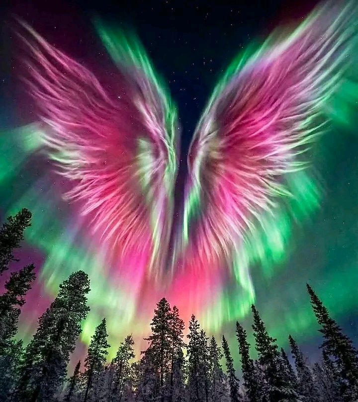 genPaulFunk9's tweet photo. Heaven on Earth? Pretty close.

For a brief moment beneath the Arctic night sky, reality seemed to blur with fantasy. Above a frozen forest, the northern lights unfolded in such perfect symmetry that they appeared to form a colossal .
#NorthernLights #LaplandFinland https://t.co/03X4KcIgBs
