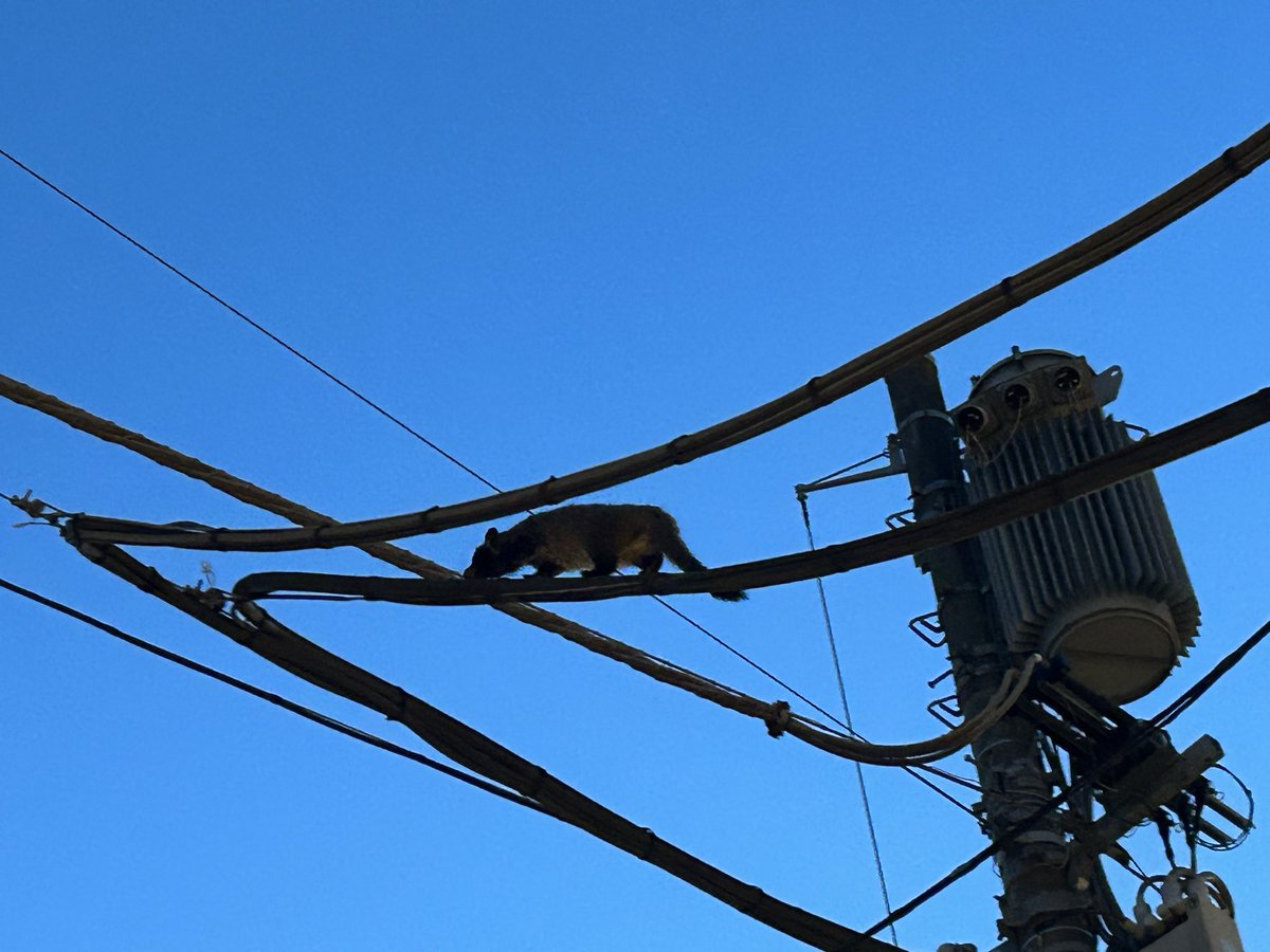 Qoo_Channel1013's tweet photo. 前、会社帰りに見たんだけど
この動物なんだろう？！
たぬきにしては尻尾違いそうだし
狐にしてはフォルム違いそうだし、、 https://t.co/wB8RKZeeJ1