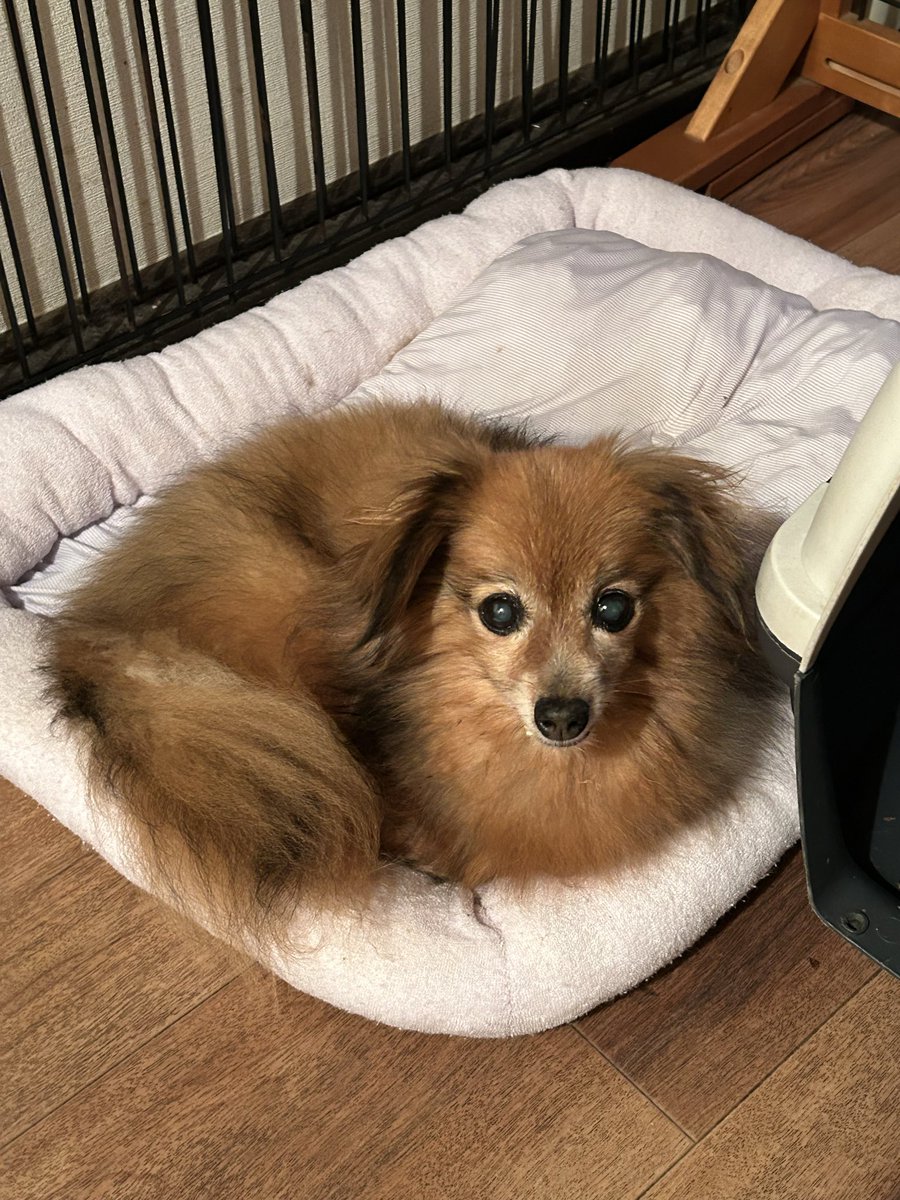 nobsun68's tweet photo. いっぱい散歩して晩御飯を鱈腹食べて、マッタりしている老犬たち。健康で長生きして欲しいです(^^) https://t.co/lcGb1bsiKB