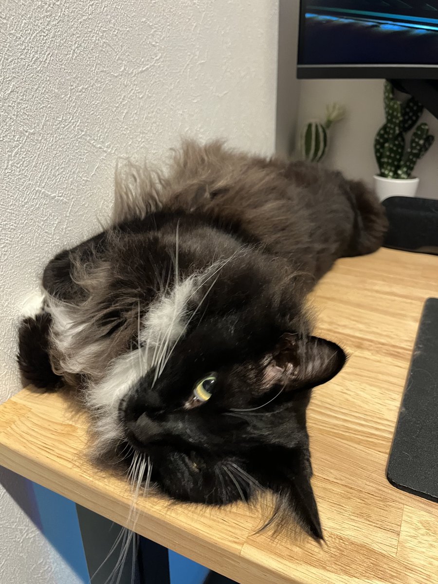 NELLON's tweet photo. #猫 https://t.co/Nuzr1FC4Ny