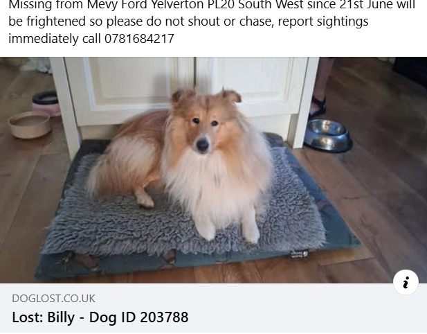 BethBryan63's tweet photo. Missing Sheltie .... Already posted this but I now have a number added. If you are in this area can you look out for Billy please. https://t.co/DMYpF5nXCN