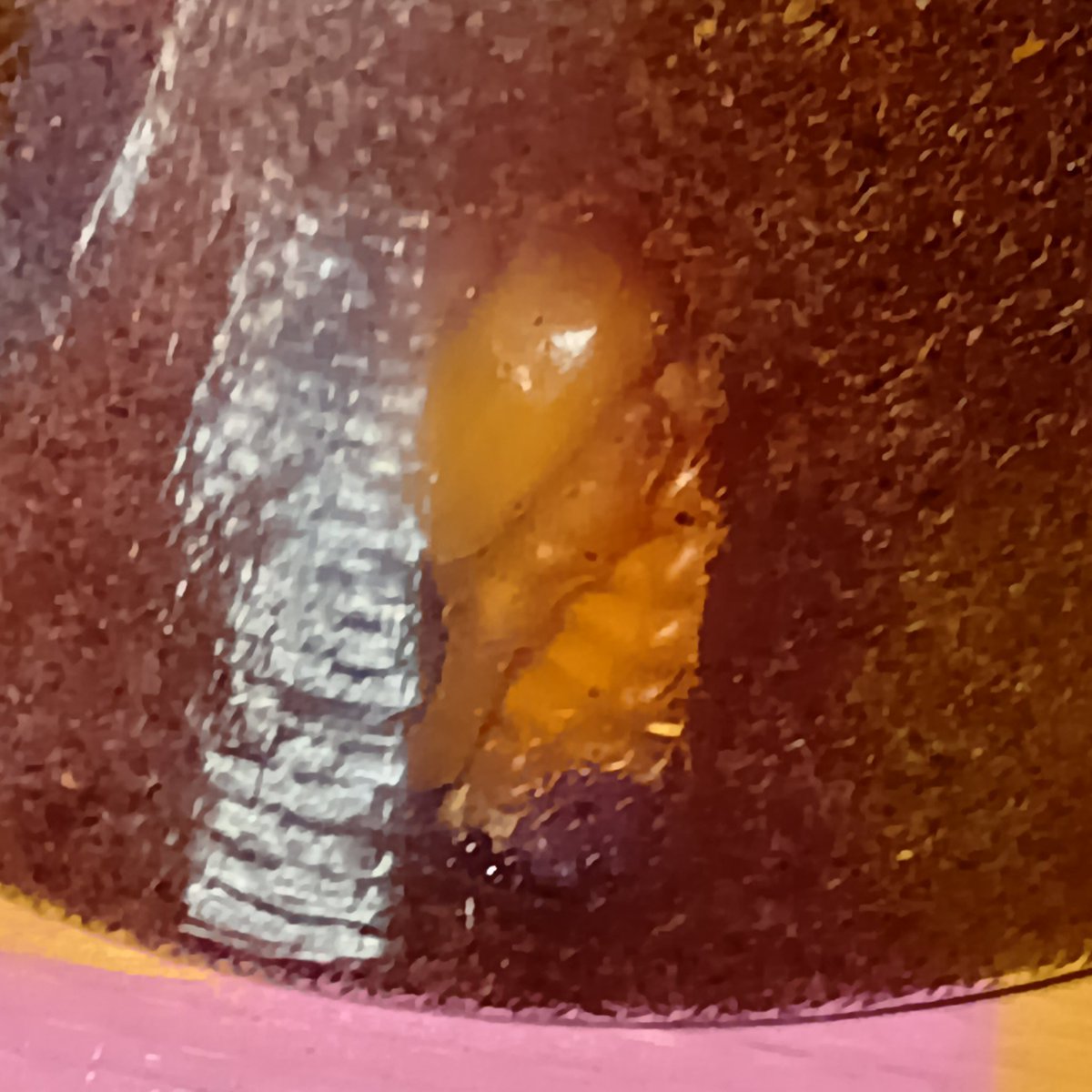 SanhaoMr's tweet photo. カブトの蛹
だいぶ中身ができてきました https://t.co/vT4N9oLIG9