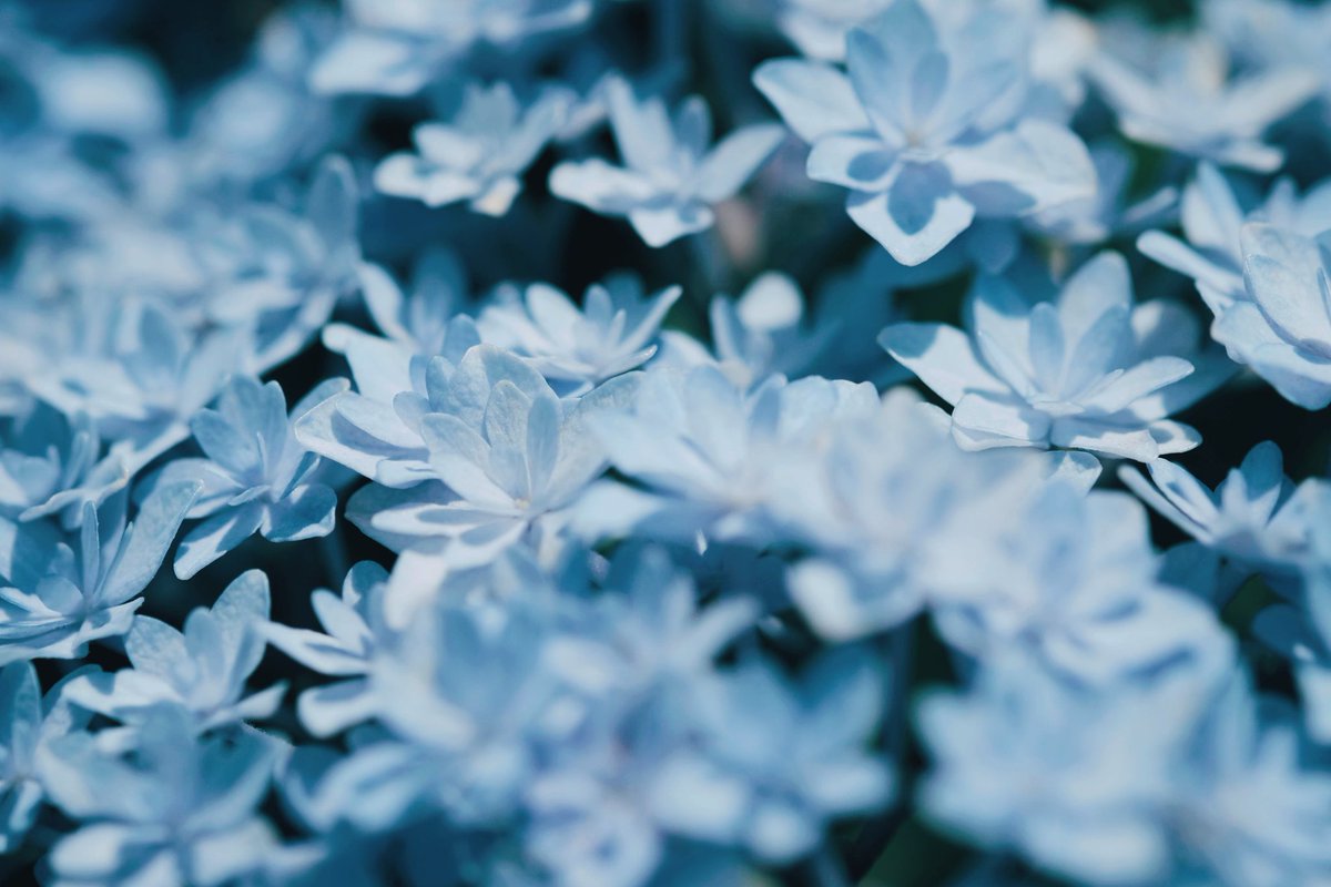 kuri_sss303's tweet photo. 紫陽花との時間 https://t.co/VtfmkqeHj8