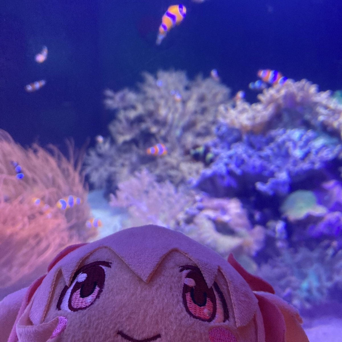 madokaneso's tweet photo. 🐟 https://t.co/pHj7Copyti