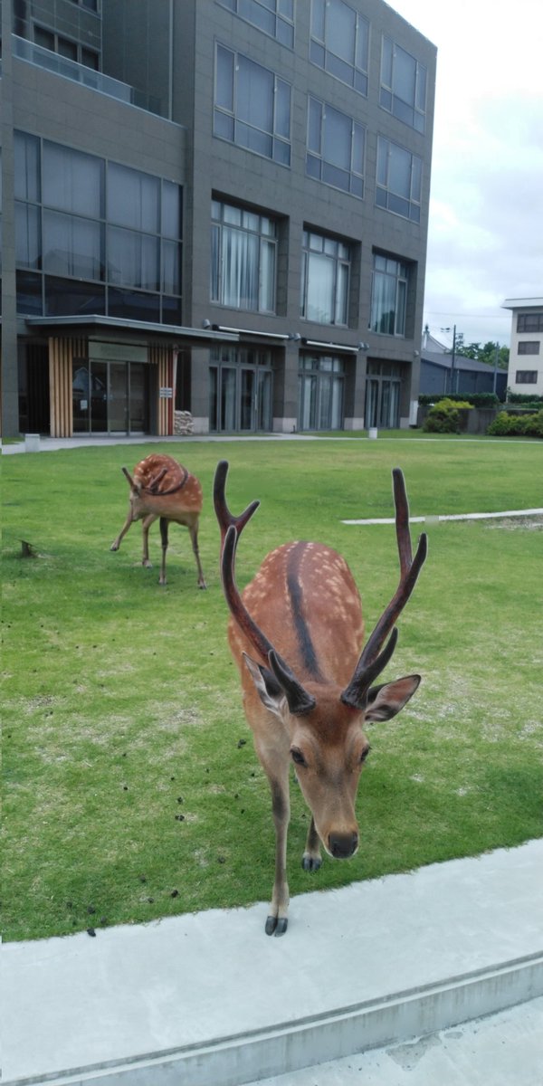 33chizu's tweet photo. 立ち止まると
寄ってきてくれる🦌

言葉が通じてるのかは
分かりませんが
許可をえて撮影してます🦌☺️ https://t.co/xC4V3jQsuJ