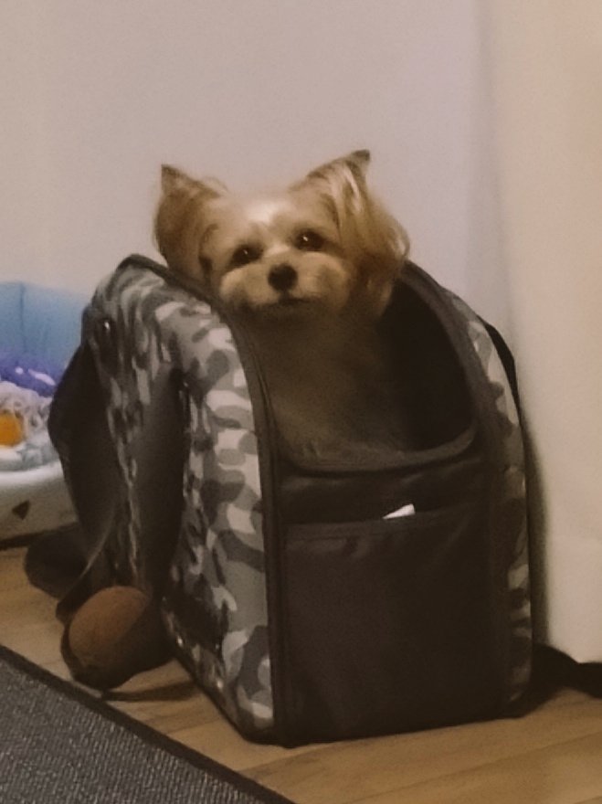 ルーさん💛ヨーキー♂ tweet media