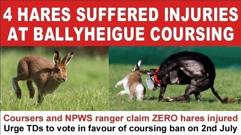 banbloodsports's tweet photo. 4 hares suffered injuries at Ballyheigue coursing meet ๐๐ฐ๐ฐ๐ฐ๐ฐ https://t.co/j4F1ZqclVs #Ireland #AnimalCruelty #BanHareCoursing #IrishHare https://t.co/J9jdPkCpkE