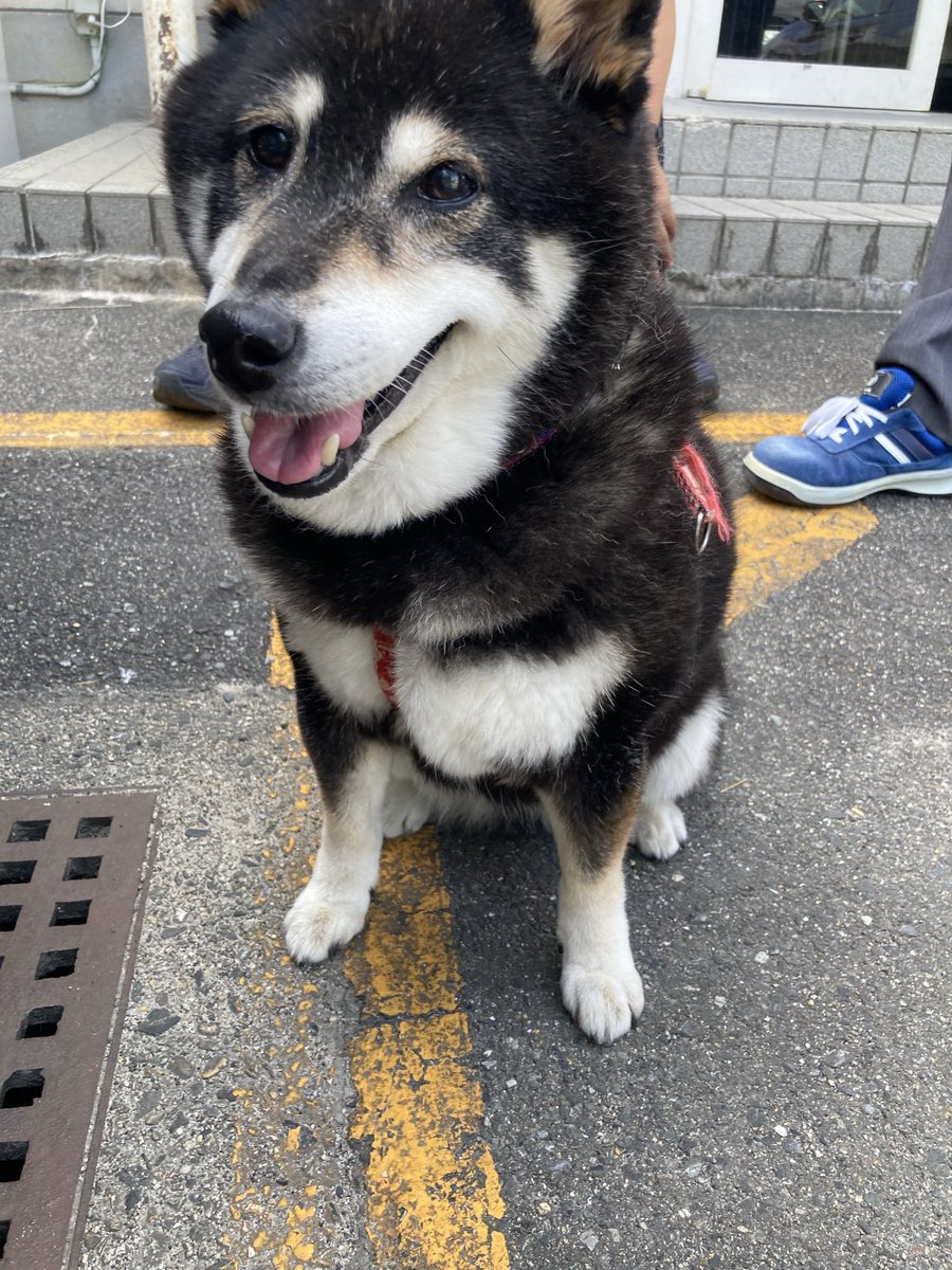 chopikunya's tweet photo. 迷子のワンちゃんです。

広島市安佐北区口田南4丁目あたりで保護

家族の方、口田交番に問い合わせてください。

お家に帰れますように🥺

#迷い犬　#犬　#広島市　#口田　#迷子   #フジランド https://t.co/H7mKQlX4Gx
