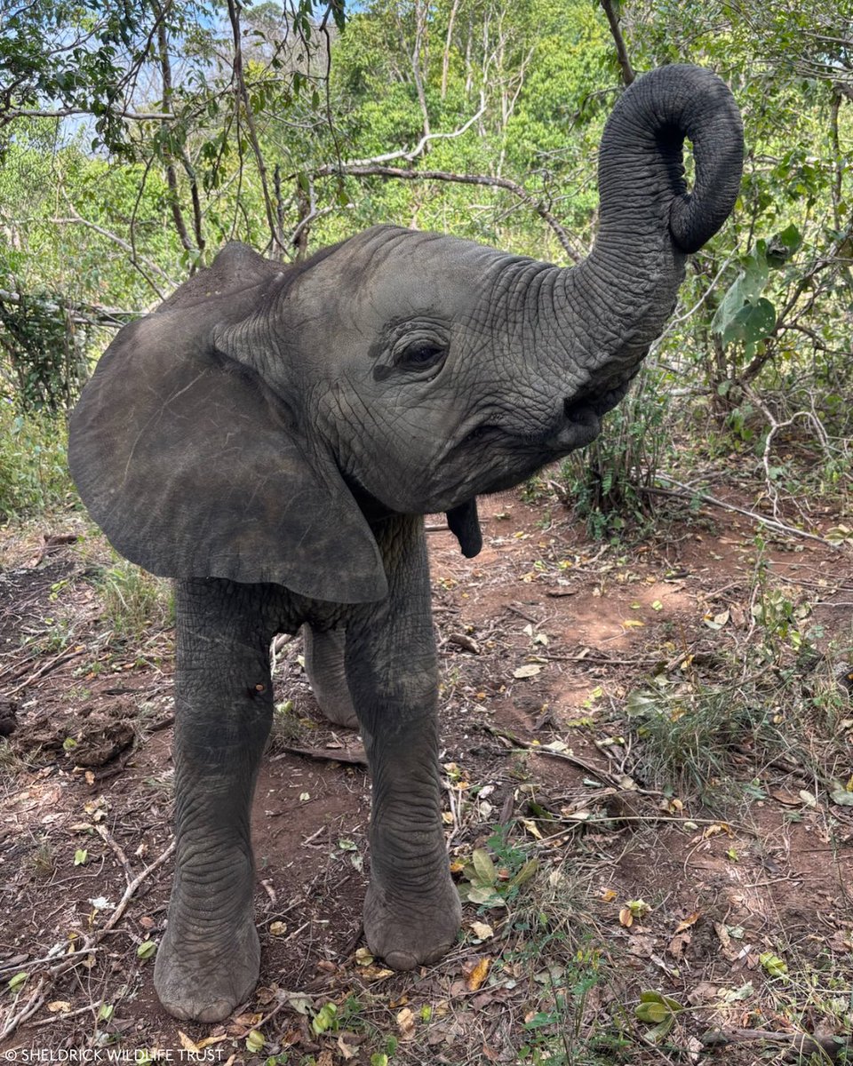 SheldrickTrust's tweet photo. Lima Lima's son has had quite a month at our Umani Springs Reintegration Unit – his mum spent half of it being chased by suitors and he started bonding with the older boys, Kapei and Maktao.

Which Lenny photo is your favourite? 
1. Showing off his trunk.
2. Ears out, striking a pose.
3. Playing peekaboo behind Kerrio's ear. 

And while you're here, if there is anything you'd like to know about him – fire it our way.
