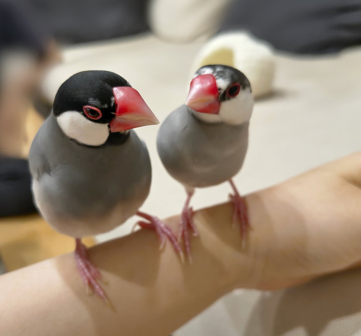 l7w92's tweet photo. あの…種族は同じ文鳥さんですよね？ https://t.co/CSr2nhhy3g
