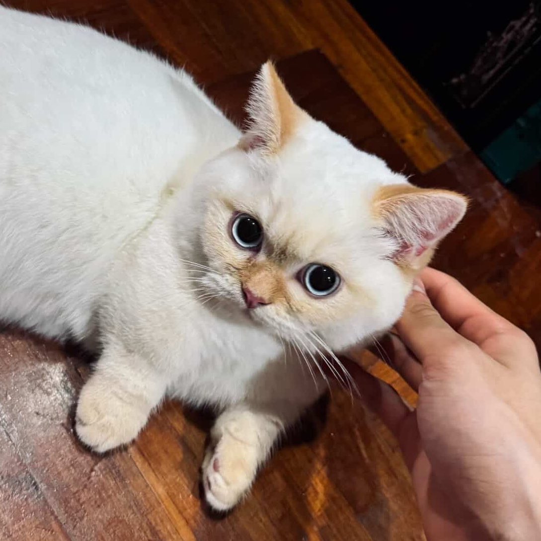 kpmar_'s tweet photo. ที่ห้องผมมีแมว
เดี๋ยวผมส่งให้ดูใน chat                              อะไรนะ😼

NUTDAN SOLO TASTY
#TastyNUTDANmv
#nnutdan https://t.co/KZ8lkFBie1