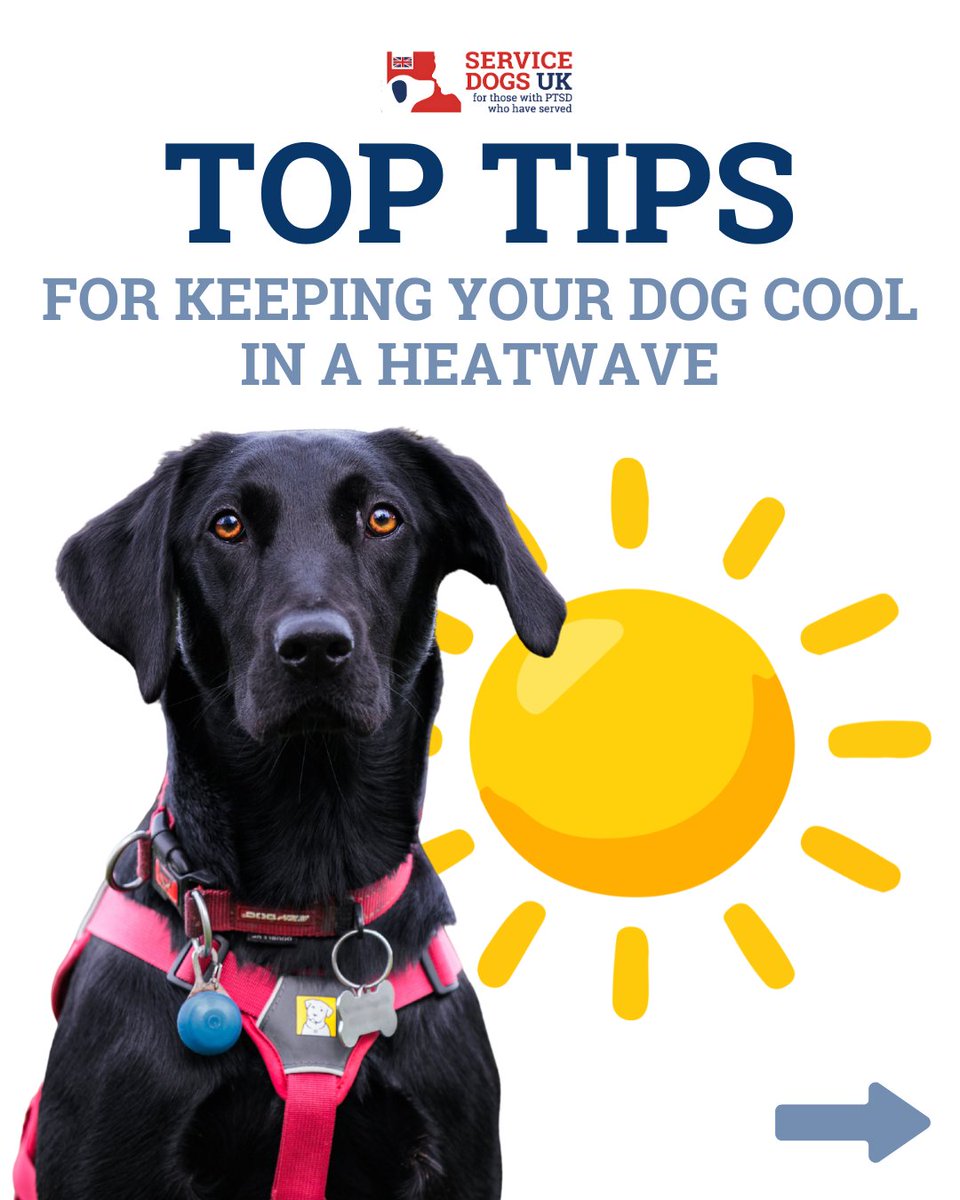ServiceDogsUK's tweet photo. Hot weather can be dangerous, and it’s important to remember that dogs do not need to go out if it’s too warm — keeping them safe and cool at home is always the best option

Stay alert for signs of heatstroke, keep them hydrated, and help them stay comfortable through the heat 🐾 https://t.co/7AIA51QBRe