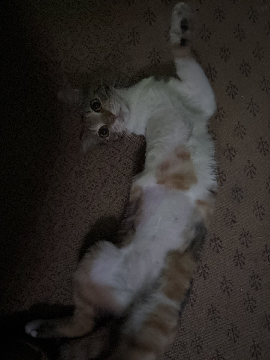 felinemechanic's tweet photo. good morning. here are some baby gasket pics. https://t.co/d06IcaDWUp