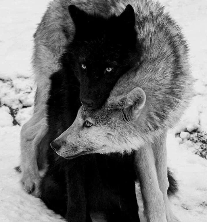 koomirecs's tweet photo. animalistic a/b/o ★ jikook fic recs 🐺

https://t.co/tywumvAOQU
https://t.co/8eAQmhWJUd
https://t.co/mrR1MXd2RU
https://t.co/bvSTJ2wDg8
https://t.co/Azmd5qoVz5
https://t.co/RS4piqJxat
https://t.co/z2cSUgffLB
https://t.co/0cZnFEmyD8 https://t.co/NuThpBFGlX