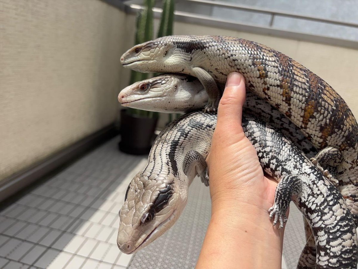 guppyen's tweet photo. 2.「ヒガシアオジタトカゲ"クイーンズランド"」

ヒガシアオジタちゃんもお顔や模様が、みんな違っていて、川の字で並んでる姿はとても癒されます！

 #ヒガシアオジタトカゲ https://t.co/hSZWujTAFm