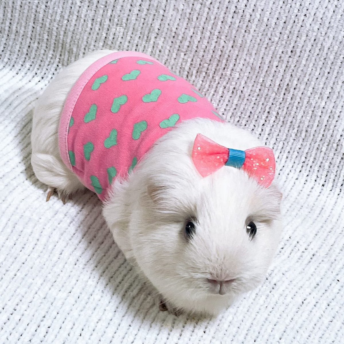 morucolle's tweet photo. ぱーるぎにーちゃん🩵
ぬいぐるみキーホルダー販売開始です🧸

morucolleのモデルさんの中でもそっくりな綿飴ちゃんにお揃いの洋服を着てもらいました🩵

#モル��ットキャラクター 
#コットンギニーラブフレンズ #わたふれ
#モルモット #guineapig #기니피그
#ぬい活 https://t.co/O7846w7U4C