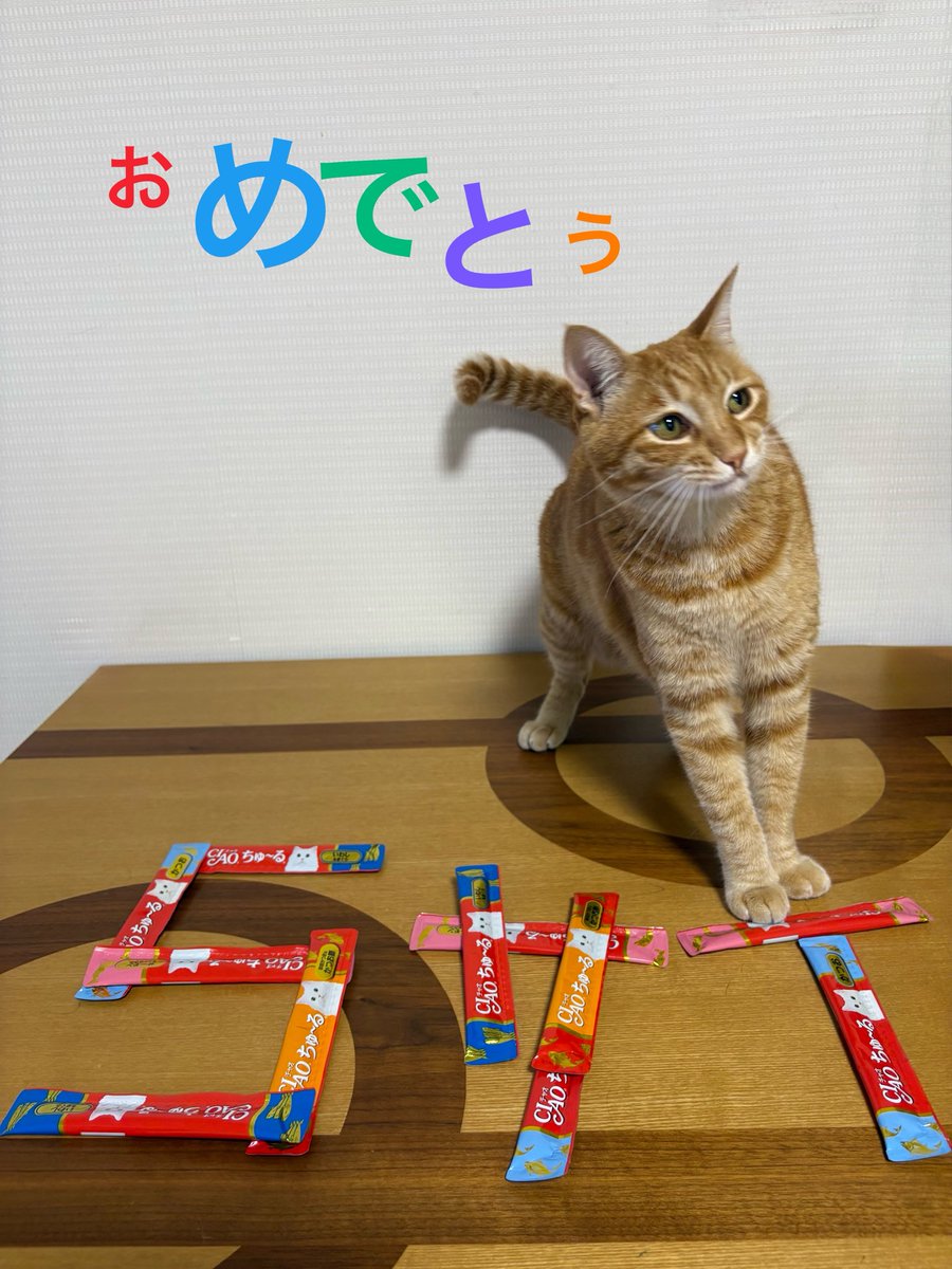 茶トラ女子