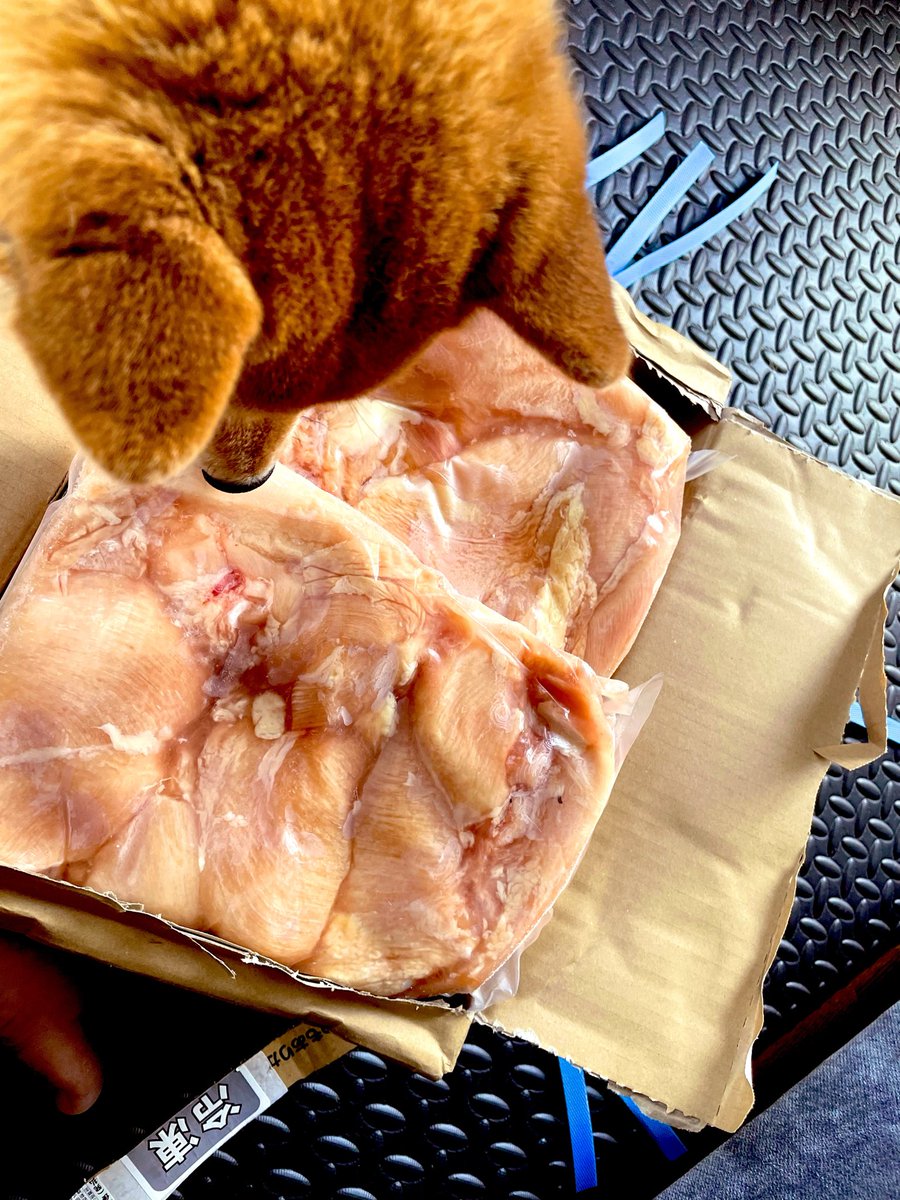 suttarou12's tweet photo. オッサンが、いちいち流行りや最新に飛びつくかよ

事によっては堂々と🤩
ダンベルだってこれでいい。

年齢や立場をひっくり返して、
「らしさ」だな

#梅雨の鶏むね週間はじまった https://t.co/yYDjAB7GX9