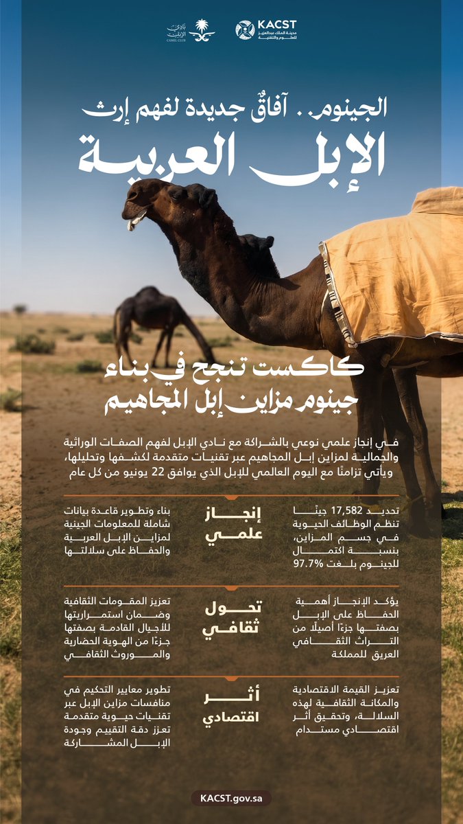 KACST's tweet photo. في إنجاز علمي يعزز فهم إرث الإبل العربية.. #كاكست تنجح في بناء جينوم مزاين إبل المجاهيم بالشراكة مع @CamelClub، عبر تقنيات متقدمة لكشف الصفات الوراثية والجمالية لهذه السلالة، وتعزيز مكانتها الثقافية وأهميتها كجزء من التراث الثقافي الوطني الأصيل، تزامنًا مع #اليوم_العالمي_للإبل. https://t.co/SxYpTWvbo2