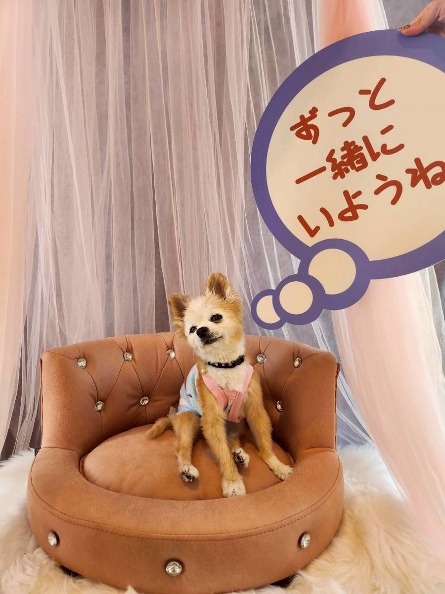 smk_uw12's tweet photo. しょこらがいなくなってから
夢にしょこらが出てきてるのはわかるのに
夢の内容も全然覚えてなくて姿も見えなかったけど

昨日の夢は内容も覚えてるししっかり姿を見せてくれた
私の手からご飯をぱくぱく食べてたよ😭
元気なしょこらの姿見せてくれてありがとう(めぐもんもいた笑) https://t.co/RurfpPYW3K