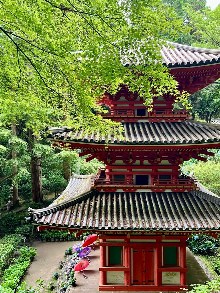 petite_3e's tweet photo. 岩船寺の紫陽花💠
綺麗でした！ https://t.co/YSm8GRe1T5