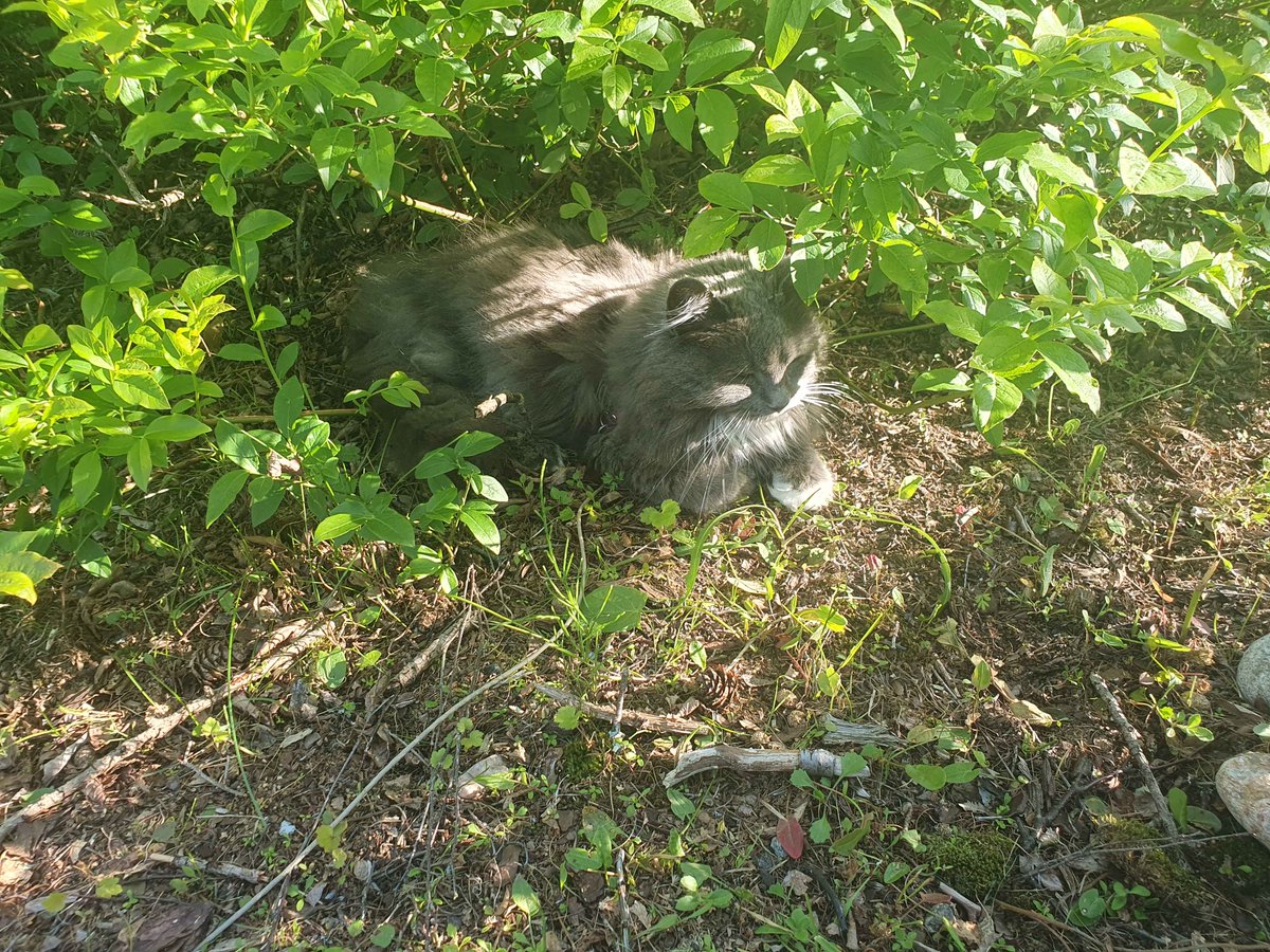 Liar_Adahn's tweet photo. The OpenXCom code turned out to be a major pain that I'd have a better time just writing my own version from scratch
Here's Sunny napping under the blueberry bush https://t.co/rooGrAFJo3