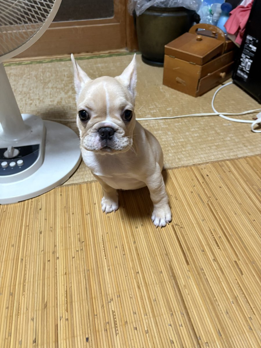 kyamashita14's tweet photo. 本日のモンちゃん♪
嫁さんが自治会の集まりのため、私とお留守番です♪ https://t.co/UXfFHQGFv5