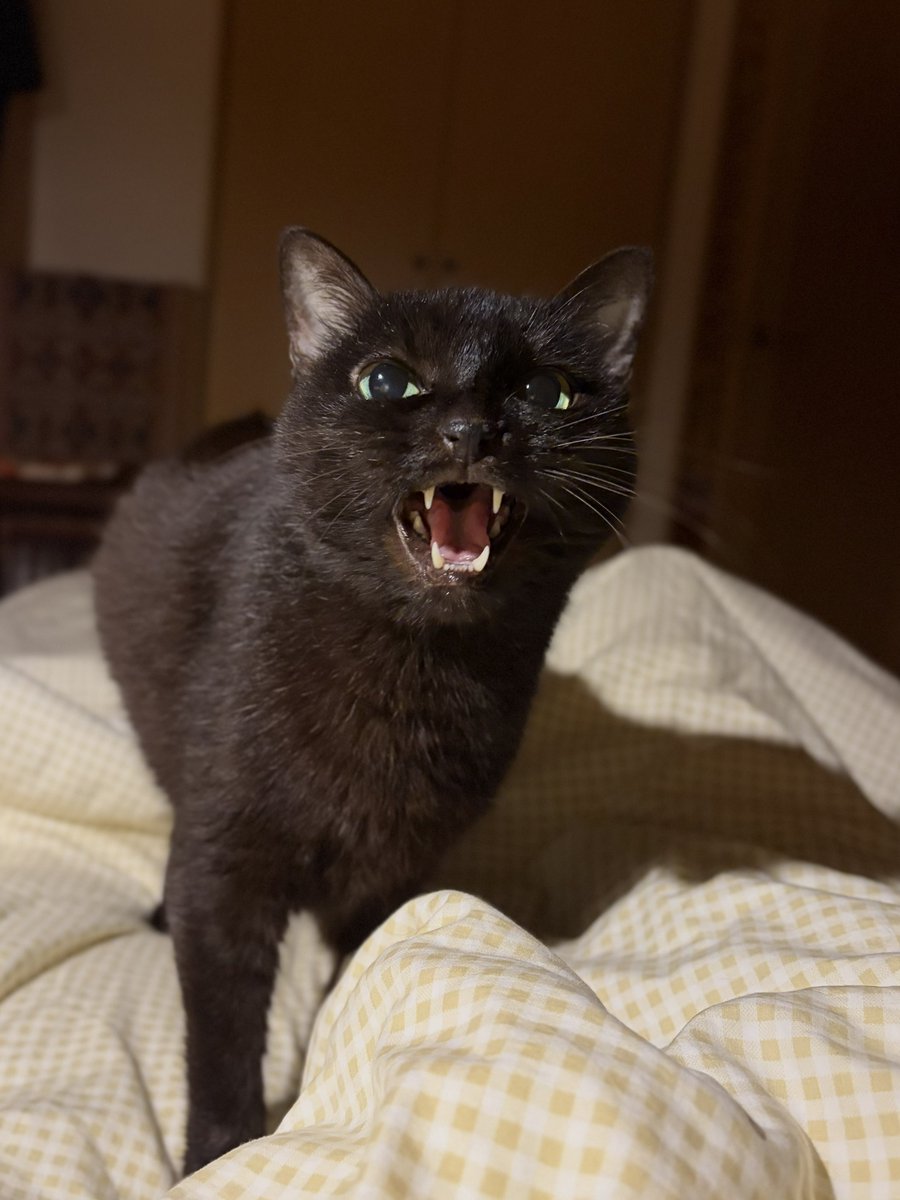 今夜も来た黒猫 #サイレントニャー #maoofmaomeonoah