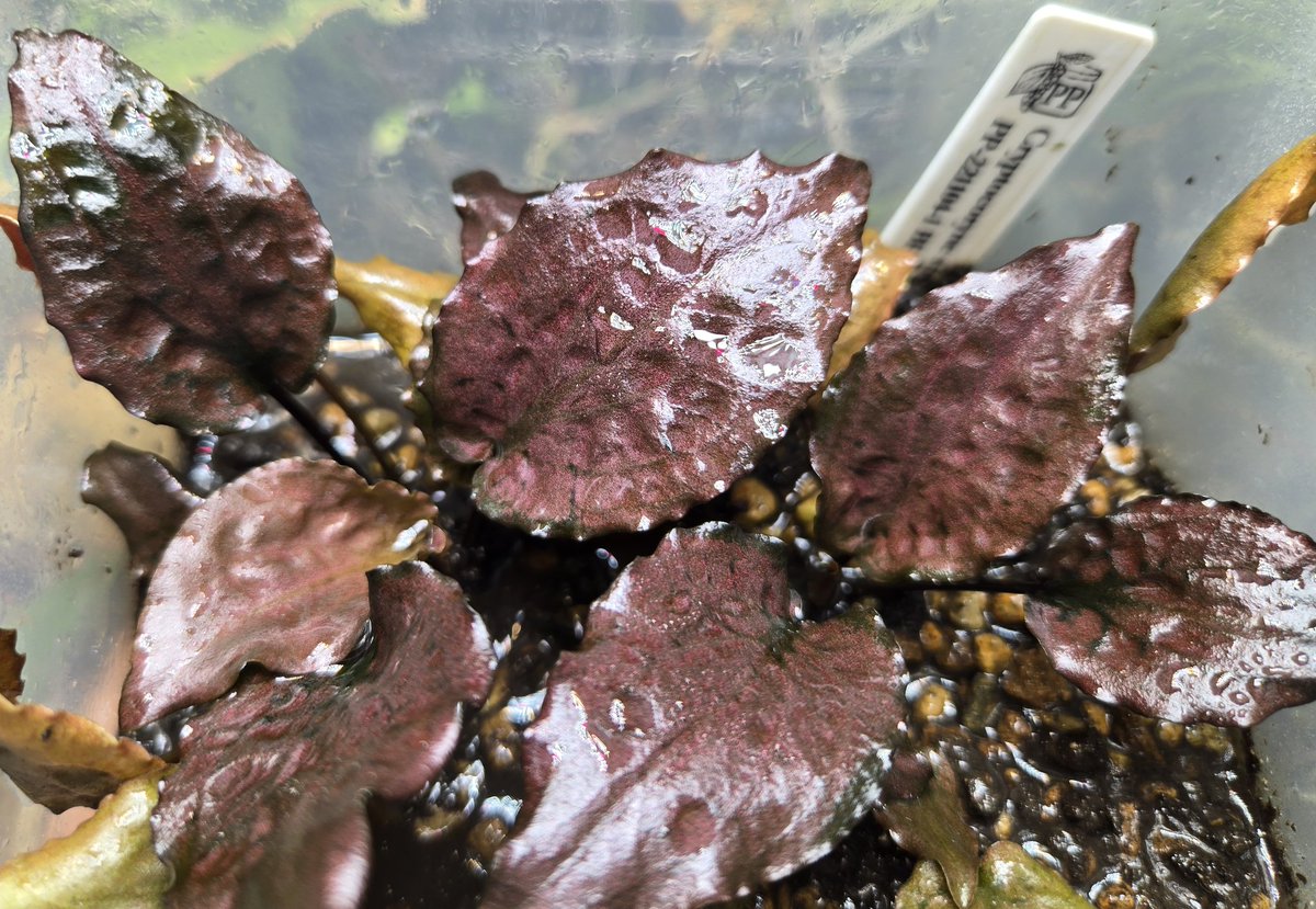 Cryptocoryne striolata 