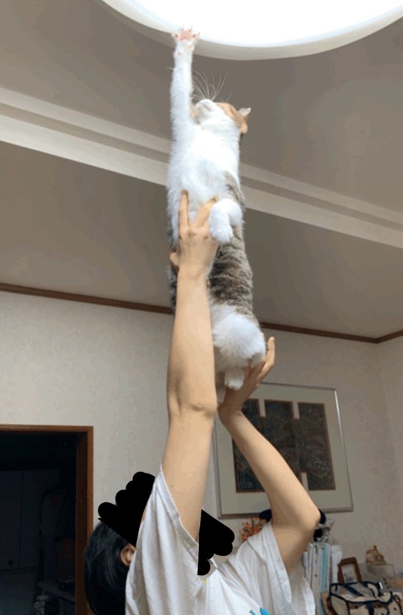 fug3uai's tweet photo. 宗教画ではないけどうちの一体感も見て欲しい https://t.co/RnKg2JOPPf