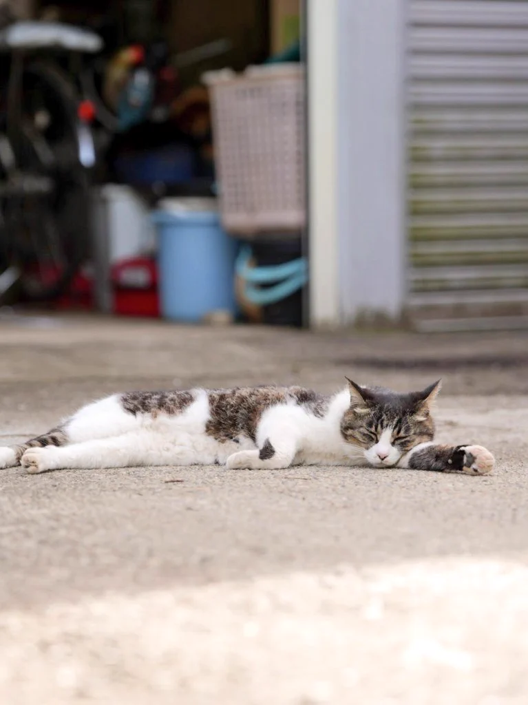 ねこまた。 on X: 