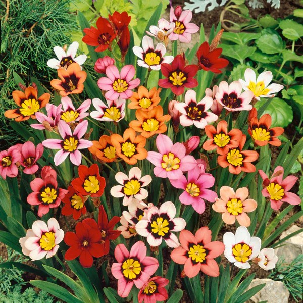 BeejwalaIndia's tweet photo. Buy Sparaxis Any Colour Flower Bulb Pack
https://t.co/VUYwG5P6hD

🎁 SPECIAL OFFER: Up to 90% off  
👉 https://t.co/qkdEnDEzlA
📦 Dispatch in 1 - 2 Days
#beejwala #Sparaxis #WinterFlower #FlowerBulbs #garden #gardening https://t.co/LoJUPH0p84