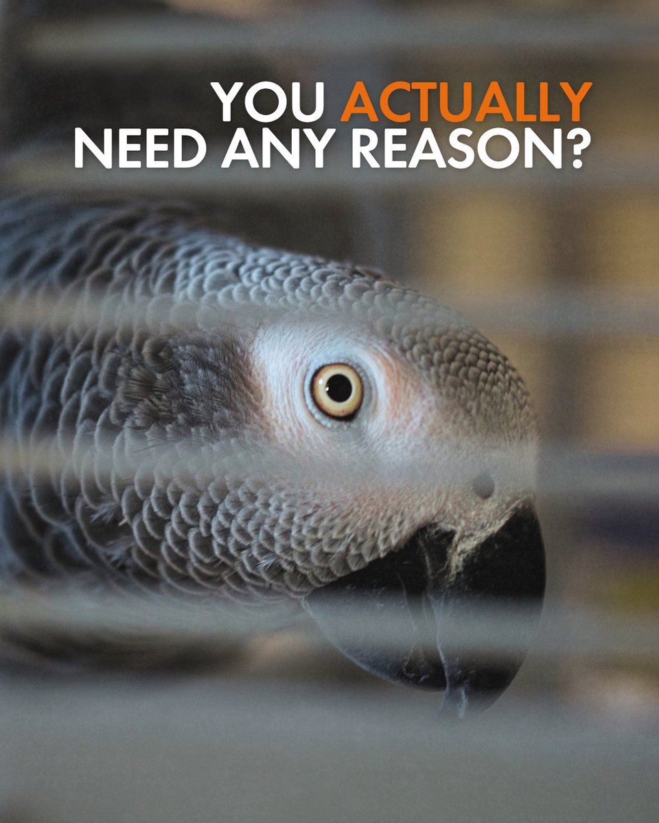 MoveTheWorld's tweet photo. You don’t need more reasons, but if you still hesitate, here are three facts you cannot ignore:

1. In captivity they always suffer. Even if they look “happy”, what you see is constant stress.
2. Keeping a wild animal at home increases the risk of zoonotic diseases that can spread to humans.
3. Buying them fuels commercial breeding, causing suffering and putting entire ecosystems at risk.